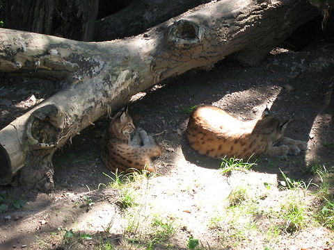 Lynx and kitten A female Lynx with her kitten. Taken at the Alpenzoo, Innsbruck. Alpenzoo,Big Cats,Eurasian Lynx,Lynx,Lynx lynx