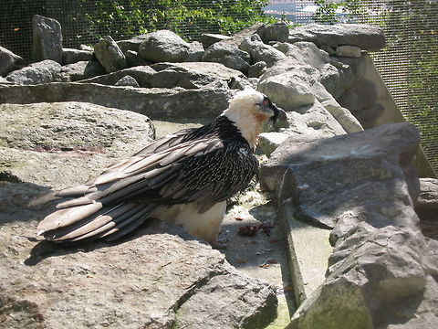 Bearded Vulture The Bearded Vulture is the mascot of the Alpenzoo, Innsbruck. They actually have a mated pair of them and are hoping for chicks.
This fine chap was photographed when he was in the middle of his lunch (on the floor). Alpenzoo,Bearded Vulture,Birds,Gypaetus barbatus