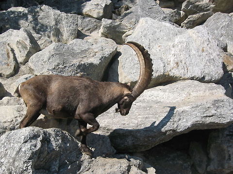 Steinbock A Steinbock dashing with a sure footing across the rocky mountainside. Alpenzoo,Steinbock