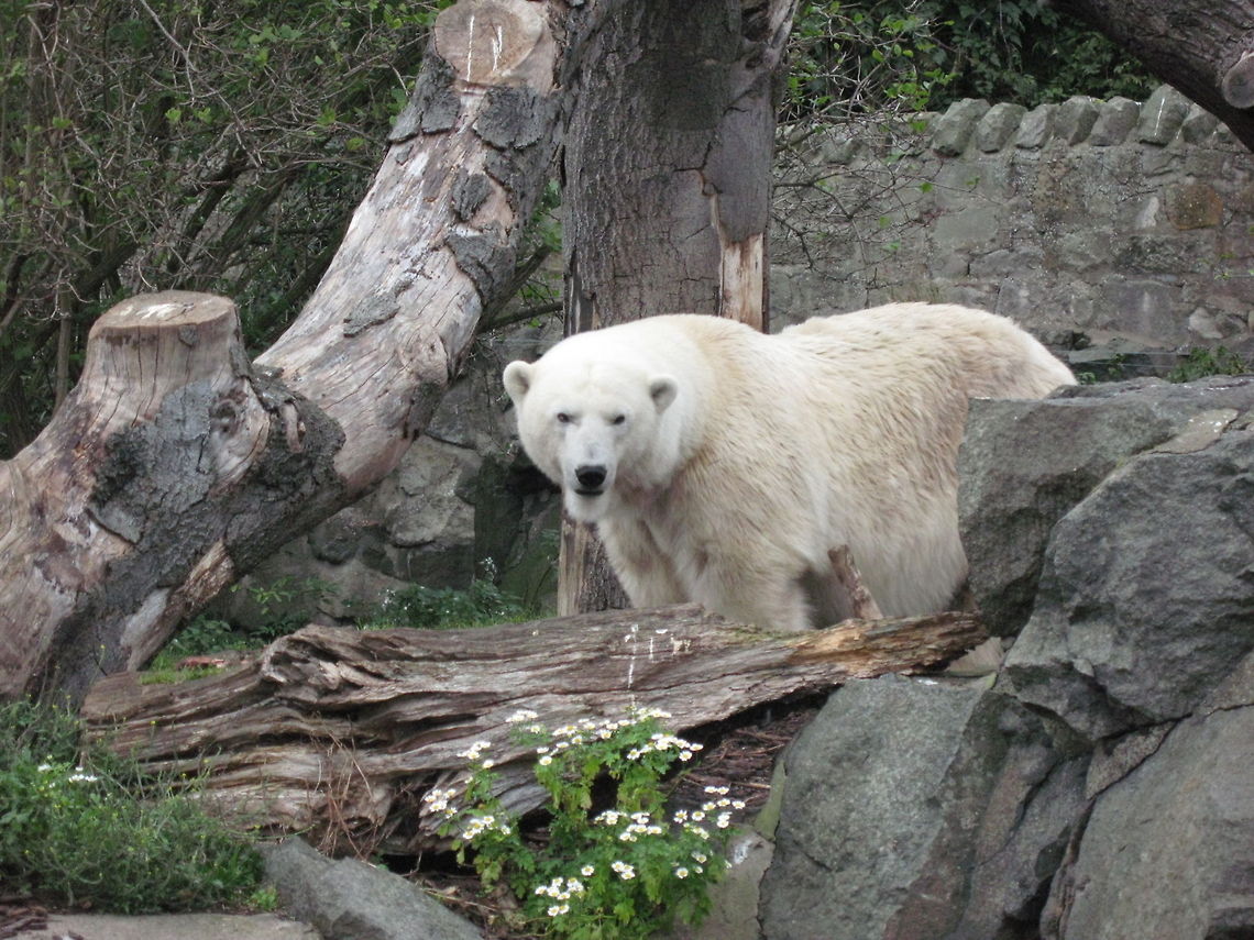 Polar Bear Mercedes the Polar Bear.<br />
Mercedes was captured after being rescued from being shot in Canada in 1984 and added to the animal collection at Edinburgh Zoo. She was relocated to a specially built enclosure at Kincraig in 2009.<br />
During her 25 years in Edinburgh, Mercedes reared two cubs, both sired by her partner Barney, who was born at Whipsnade Zoo.<br />
Unfortunately Mercedes died at the age of 30 in April 2011 due to arthritis. Edinburgh Zoo,Polar Bear,Ursus maritimus