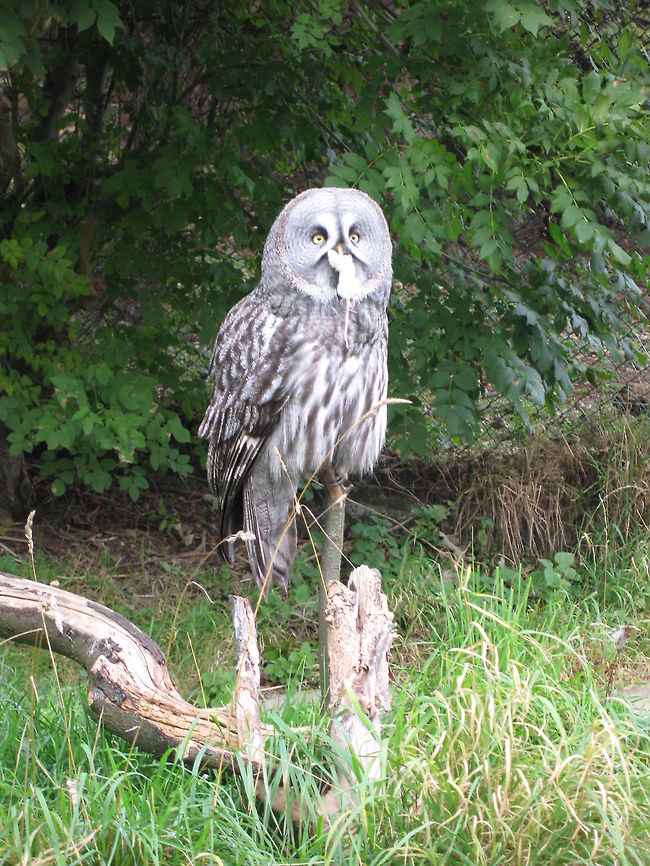 Great Grey Owl having lunch This Great Grey Owl was in the middle of feeding. That is a white mouse stuck in his beak. He wouldn&#039;t swallow whilst I stood there and waited. The moment I turned my back and walked away... nom nom nom. Birds,Great Grey Owl,Owl