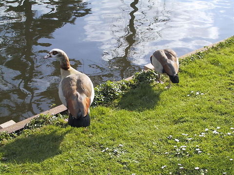 Geese on the River Bank A pair of Egyptian Geese on a riverbank. Alopochen aegyptiacus,Aves,Birds,Egyptian Goose,Geese,Goose,River Bank
