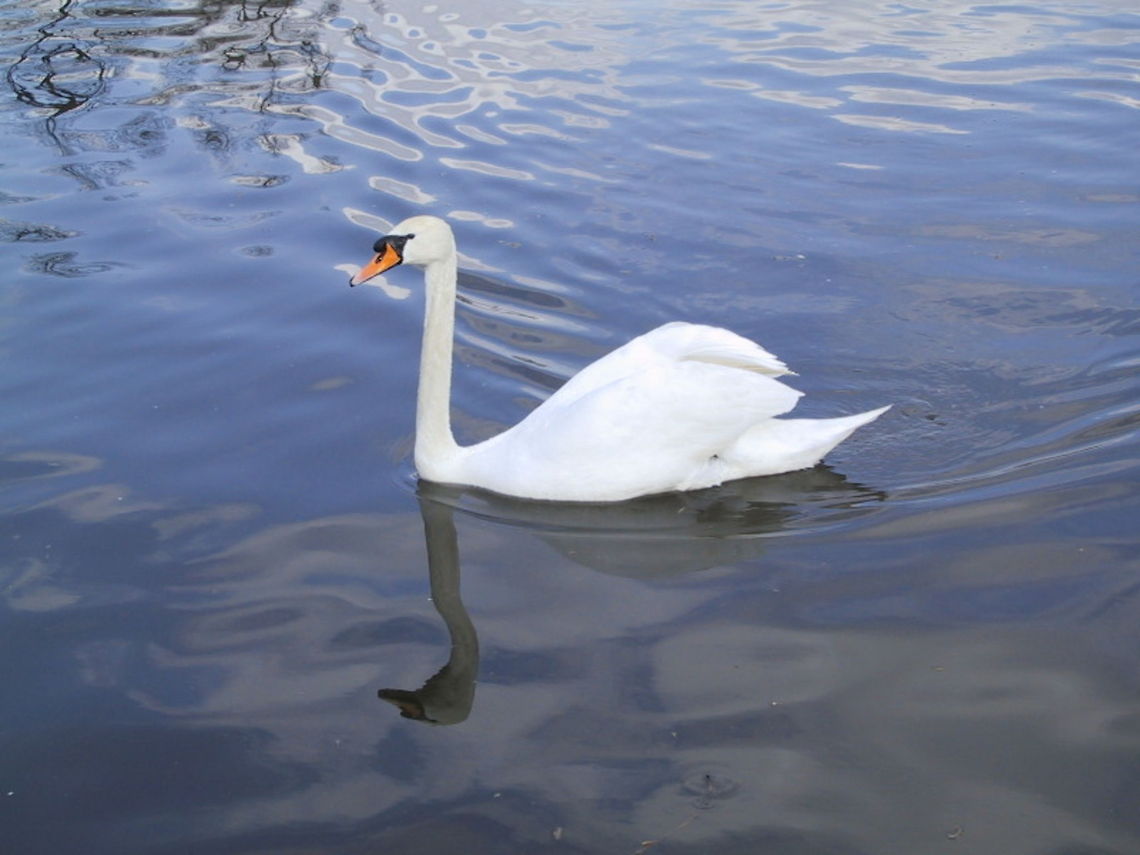 Swan on the River A common mute swan gracefully swims along. Aves,Birds,River,Swan