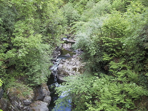 River through the Forest A Scottish river cuts it's way through the Forest Forest,River,Rock