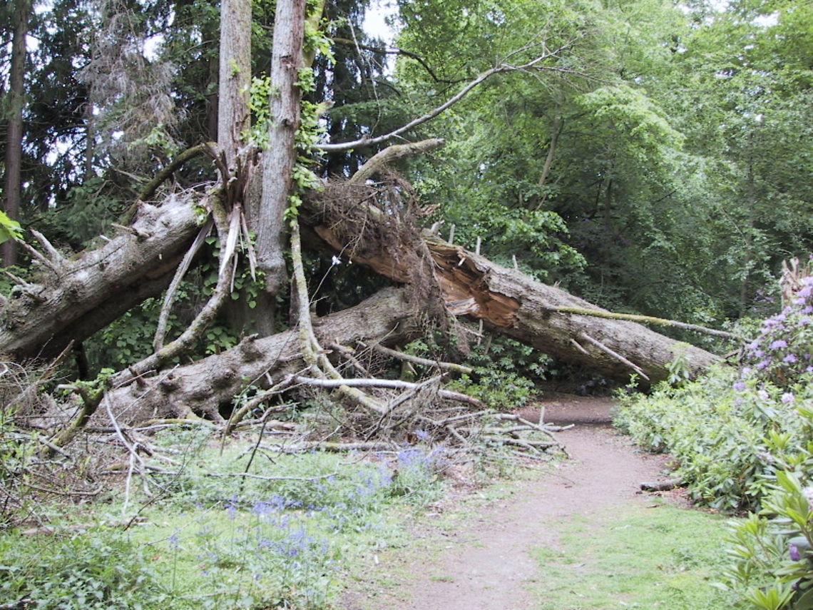 Fallen Giant If a tree falls and nobody hears it, did it make a sound? Probably. Especially if it falls across the forest path. Forest,Tree