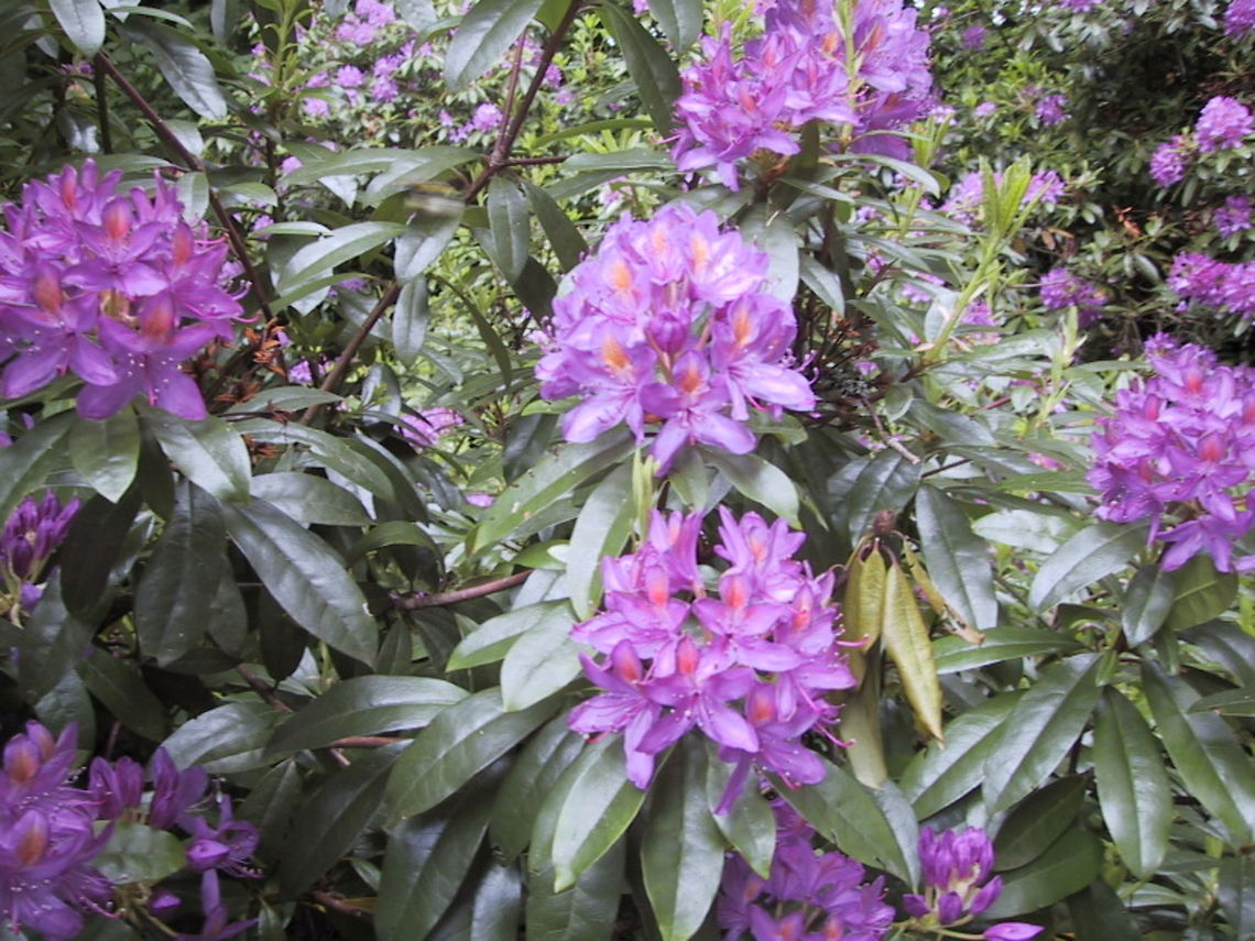 Rhododendron Rhododendron bushes in full bloom. Plants,Rhododendron,Rhododendron ponticum
