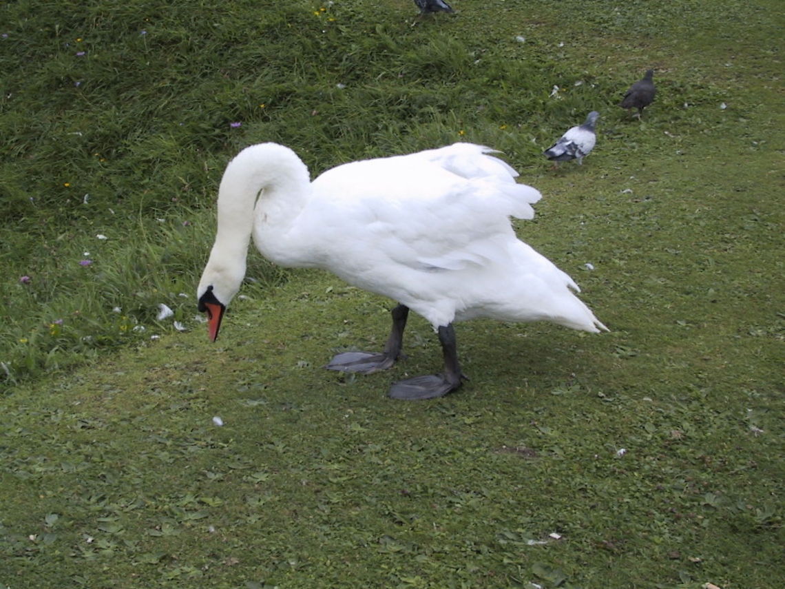 Angry Swan Don't make him angry. You wouldn't like him when he's angry. Aves,Birds,Swan