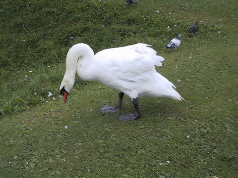 Angry Swan Don't make him angry. You wouldn't like him when he's angry. Aves,Birds,Swan