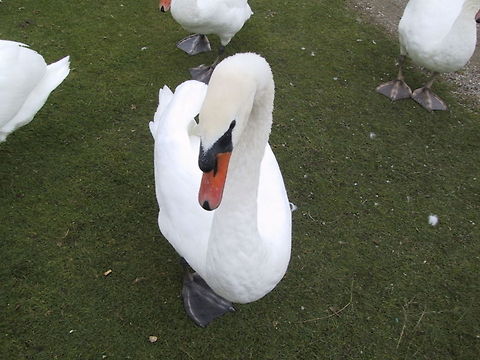 Swan Closeup He's either saying "give me more food" or "get out of my face". Don't know which is the scarier. Aves,Birds,Closeup,Swan