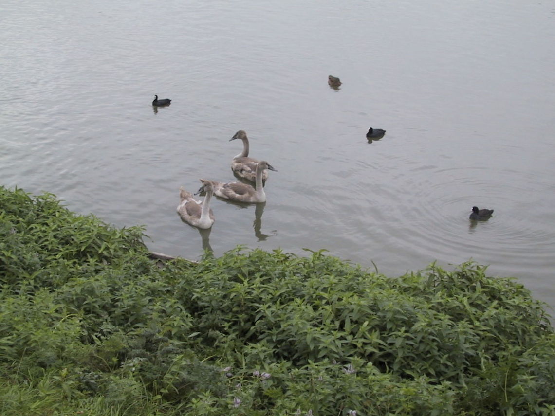 Cygnets Cygnets (and Coots) on the River. Aves,Birds,Coots,Cygnets,Cygnus olor,Mute Swan,River