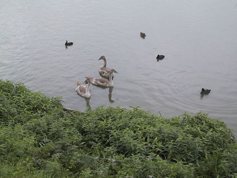 Cygnets Cygnets (and Coots) on the River. Aves,Birds,Coots,Cygnets,Cygnus olor,Mute Swan,River
