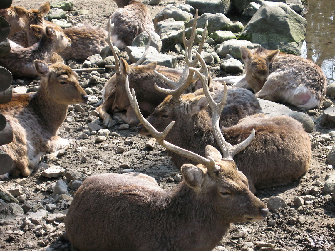 Herd of sleepy Deer A herd of sleepy deer taken at a Shinto Shrine in Japan. The were actually quite tame, but were more interested in dozing in the sun than some gaijin photographer. Deer,Japan