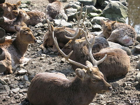 Herd of sleepy Deer A herd of sleepy deer taken at a Shinto Shrine in Japan. The were actually quite tame, but were more interested in dozing in the sun than some gaijin photographer. Deer,Japan