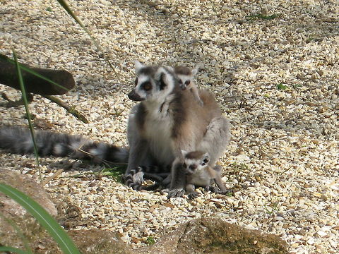 Lemur and youngsters A Ring Tailed Lemur is harassed by her two kids. Why do parents have to put up with this? Lemur,Ring-tailed lemur