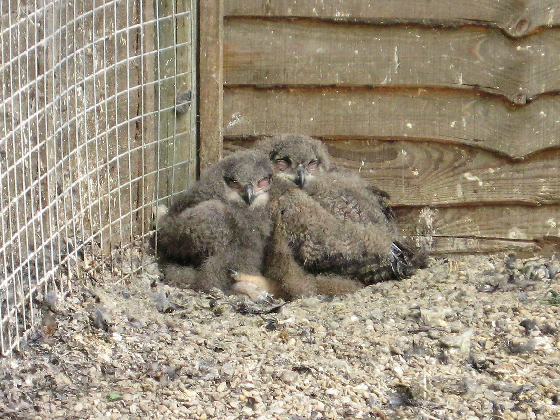 Two scruffy pom-poms Two juvenile owls sleep in the sun at a bird sanctuary. Birds,Funny,Humor,Owl