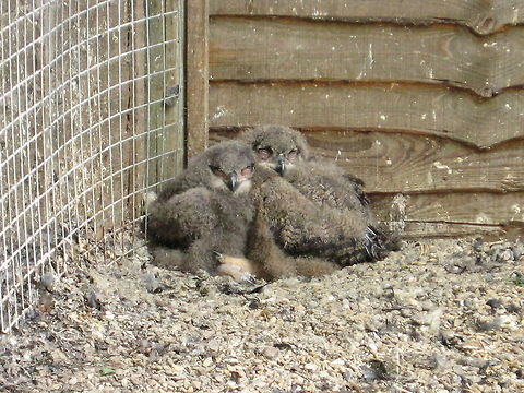 Two scruffy pom-poms Two juvenile owls sleep in the sun at a bird sanctuary. Birds,Funny,Humor,Owl