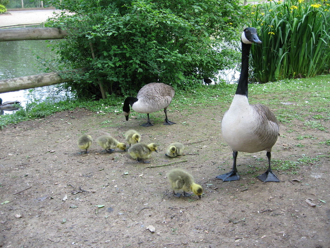 Proud parents Two Canadian Geese show off their latest progeny. Dad (foreground) rather disliked my attempts to photograph the goslings. About 5 seconds after I took the photo he went for me. Don&#039;t mess with angry gooses. Birds,Canadian Goose,Gosling