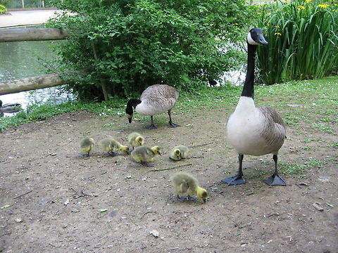 Proud parents Two Canadian Geese show off their latest progeny. Dad (foreground) rather disliked my attempts to photograph the goslings. About 5 seconds after I took the photo he went for me. Don't mess with angry gooses. Birds,Canadian Goose,Gosling