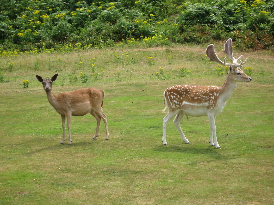 Fallow Deer Tame Fallow Deer at Knowle, Kent. These deer are part of the herd that is housed on National Trust property. Woe betide you if you eat an apple anywhere near these guys. You&#039;ll get mobbed. Fallow Deer