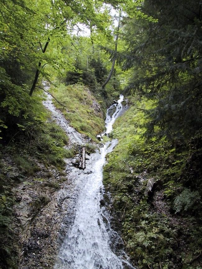 Bavarian Mountain Stream A stream runs through the Bavarian Forest. Bavaria,Forest,Stream