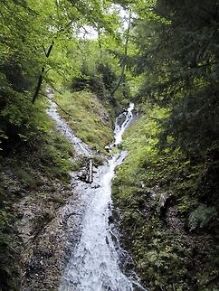 Bavarian Mountain Stream A stream runs through the Bavarian Forest. Bavaria,Forest,Stream