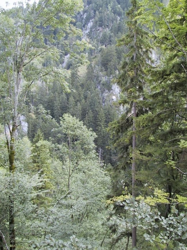Bavarian Forest You can&#039;t see the trees for the forest. Bavaria,Forest