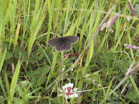 Butterfly in the Clover The Butterfly doth flutter by. Aphantopus hyperantus,Butterfly,Clover,Rhopalocera,Ringlet