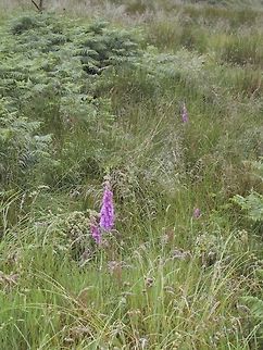 Foxglove A lone flower dares to raise it's head above the moorland. Common Foxglove,Digitalis purpurea,Flowers,Foxgloves,Moorland