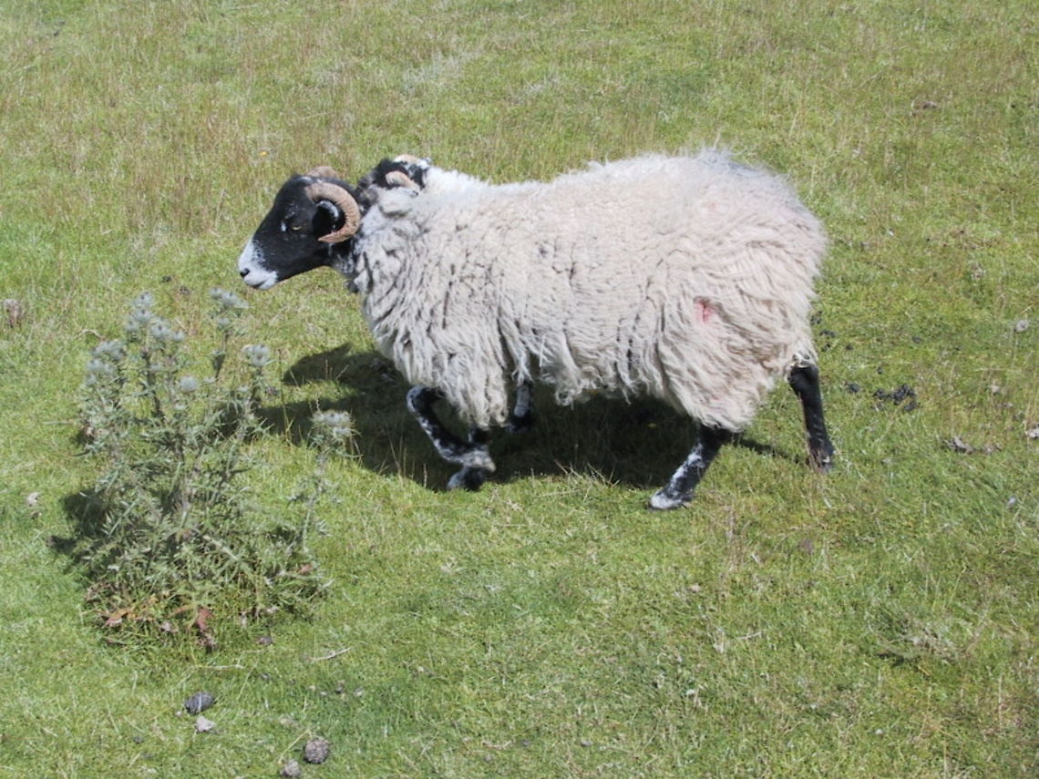 Swaledale Sheep Swaledale Sheep are hardy creatures. Tough enough to survive the harshest Moorland weather... or a sunny day. Domestic sheep,Lake District,Moorland,Ovis aries,Sheep