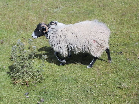 Swaledale Sheep Swaledale Sheep are hardy creatures. Tough enough to survive the harshest Moorland weather... or a sunny day. Domestic sheep,Lake District,Moorland,Ovis aries,Sheep
