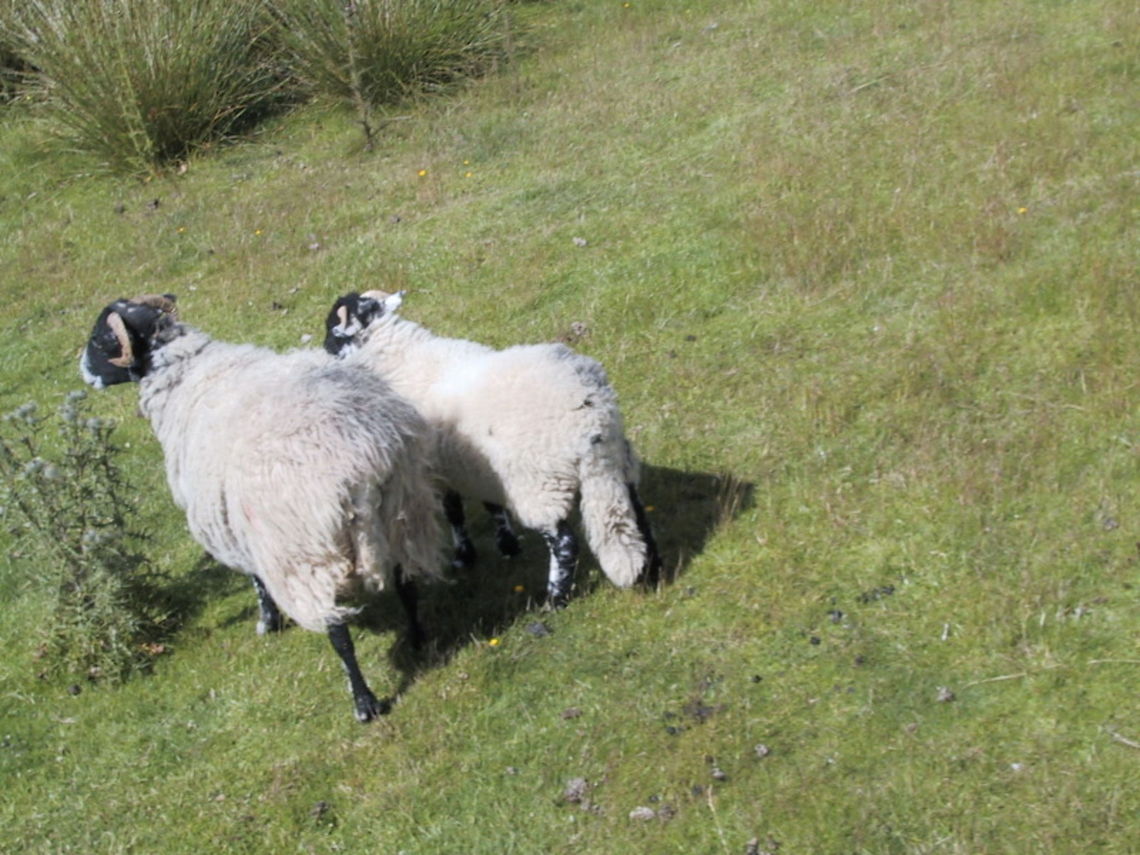 Swaledale Sheep (and lamb) Mum leads her almost fully grown lamb away from me. Is she scared of me? Domestic sheep,Lake District,Moorland,Ovis aries,Sheep