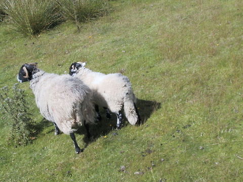 Swaledale Sheep (and lamb) Mum leads her almost fully grown lamb away from me. Is she scared of me? Domestic sheep,Lake District,Moorland,Ovis aries,Sheep