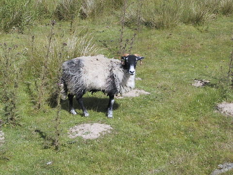 Swaledale Sheep Yeah, I'm watching you. Domestic sheep,Lake District,Moorland,Ovis aries,Sheep