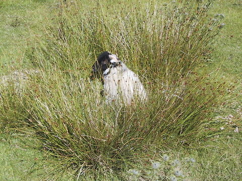 Hiding Sheep "You cannot see me. I'm hiding in these tall grasses." Domestic sheep,Lake District,Moorland,Ovis aries,Sheep
