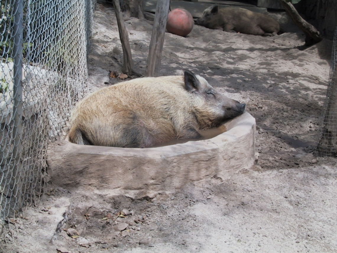 Happy as a Pig in... ..his bath. Taken at a Zoo in the Bahamas. Bahamas,Domestic pig,Mammals,Pigs,Sus scrofa domesticus,Zoo