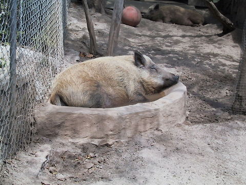 Happy as a Pig in... ..his bath. Taken at a Zoo in the Bahamas. Bahamas,Domestic pig,Mammals,Pigs,Sus scrofa domesticus,Zoo