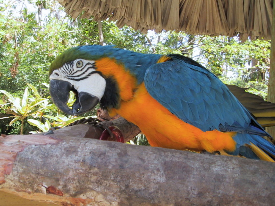 Blue Macaw Who's a pretty boy then? Taken at a Zoo in the Bahamas. Ara ararauna,Bahamas,Birds,Blue Macaw,Blue-and-Yellow Macaw,Closeup,Zoo
