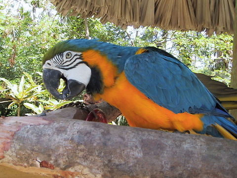 Blue Macaw Who's a pretty boy then? Taken at a Zoo in the Bahamas. Ara ararauna,Bahamas,Birds,Blue Macaw,Blue-and-Yellow Macaw,Closeup,Zoo