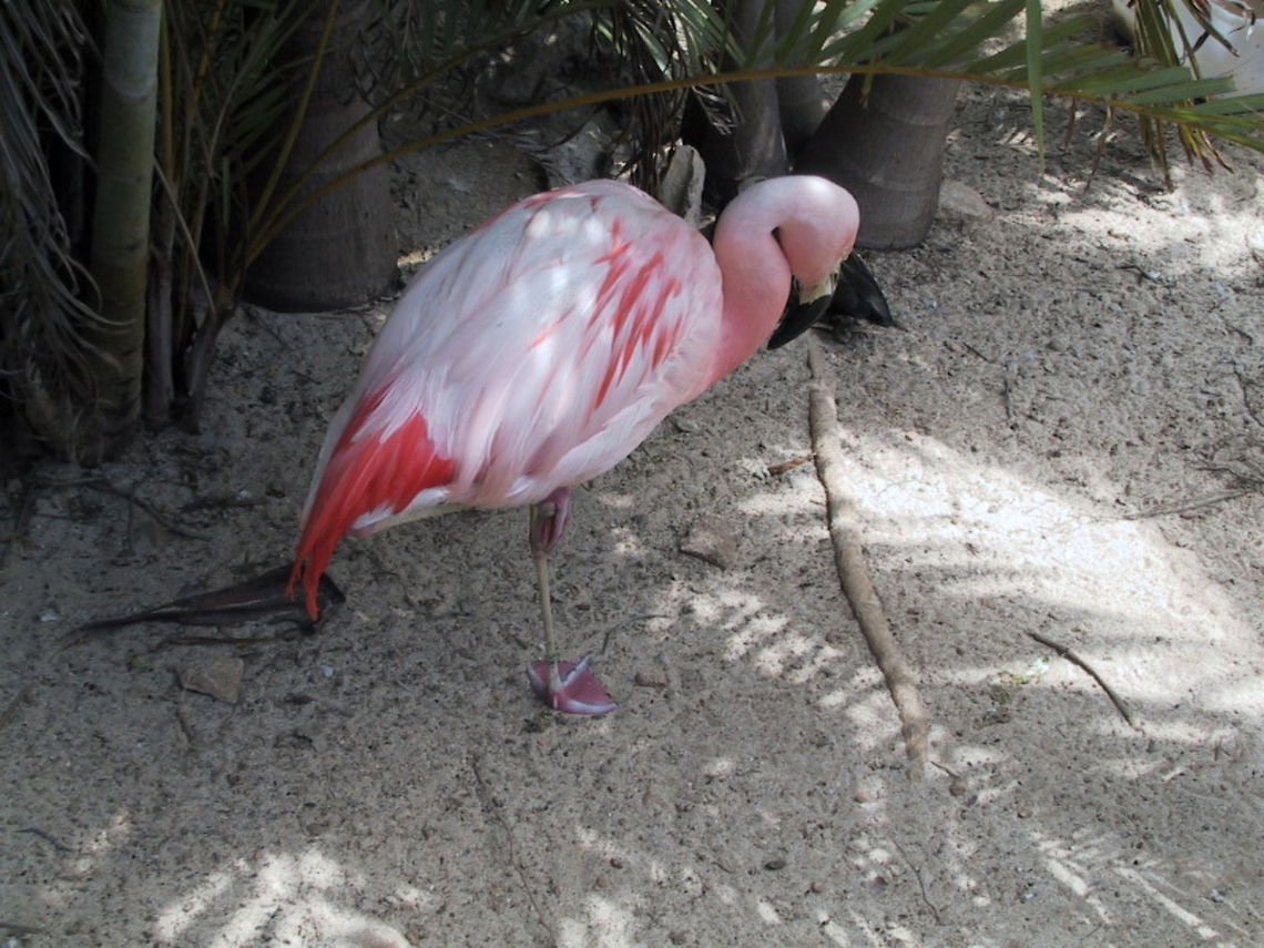 Flamingo Just need a few hedgehogs and we can have a game of Croquet. Taken at a Zoo in the Bahamas. Aves,Bahamas,Birds,Flamingo,Zoo