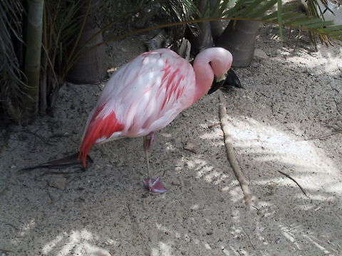 Flamingo Just need a few hedgehogs and we can have a game of Croquet. Taken at a Zoo in the Bahamas. Aves,Bahamas,Birds,Flamingo,Zoo