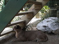 Cougar on Lookout A big kitty. A mountain lion (Cougar). Actually it was a really hot day and I suspect it was cool under there. Taken at a Zoo in the Bahamas. Bahamas,Big Cats,Cats,Cougar,Mammals,Mountain Lion,Zoo