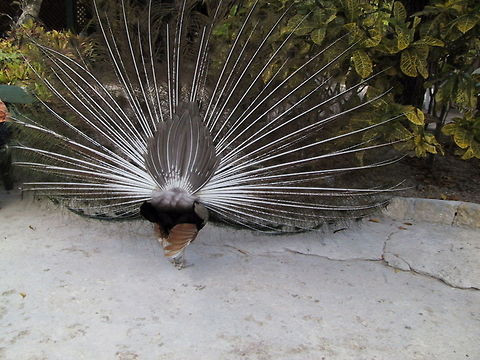 Displaying Peacock The not so glamorous side of the Peacock. Taken at a Zoo in the Bahamas. Bahamas,Birds,Indian Peacock,Pavo cristatus,Peacock,Phasianidae,Zoo