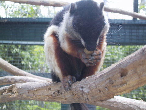 Lunchtime for Possum Taken at a Zoo in the Bahamas. (In fact I'm not actually sure that this *is* a possum. If anybody recognises what he is, please let me know.) Bahamas,Callosciurus prevostii,Possum,Prevost's squirrel,Zoo