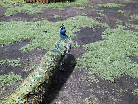 Peacock Not interested in displaying today. Taken at a Zoo in the Bahamas. Bahamas,Birds,Indian Peacock,Pavo cristatus,Peacock,Phasianidae,Zoo
