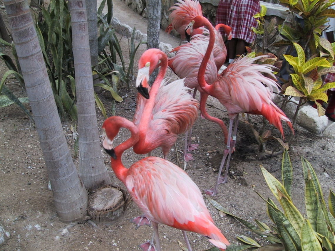 Flamingos Enough for a decent game of Croquet. Taken at a Zoo in the Bahamas. Aves,Bahamas,Birds,Flamingo,Zoo