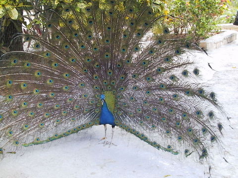 Displaying Peacock The glamorous side of the Peacock. Taken at a Zoo in the Bahamas. Bahamas,Birds,Indian Peafowl,Peacock,Phasianidae,Zoo