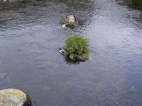 Mallard Duck on Exmoor River A common yet beautiful duck swims the Exmoor River. Ducks,Exmoor,Mallard,River