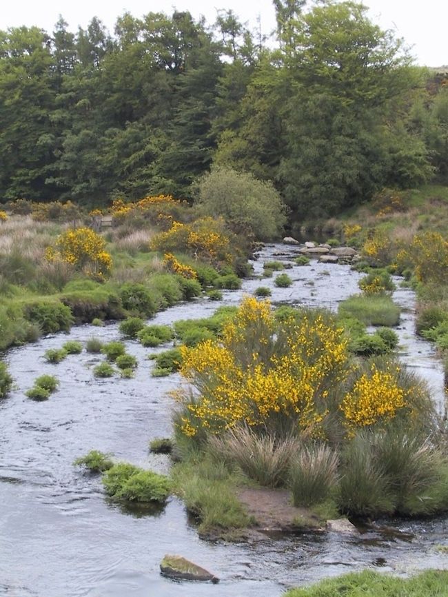 Dartmoor River Gorse Bushes growing in the middle of a Dartmoor River Dartmoor,Gorse,River