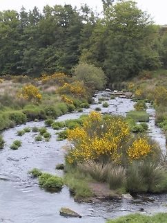 Dartmoor River Gorse Bushes growing in the middle of a Dartmoor River Dartmoor,Gorse,River