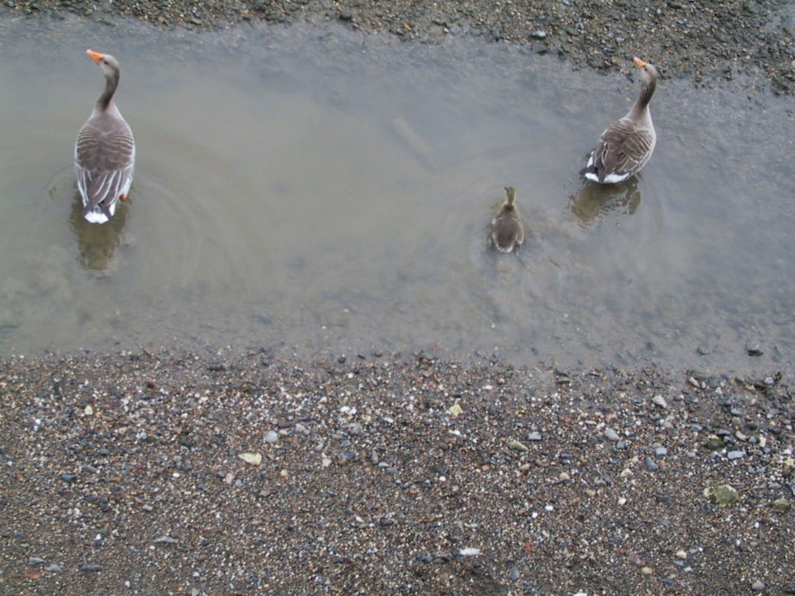 Greylag Geese are proud parents Greylag Geese with gosling. Birds,Geese,Gosling,Greylag Goose